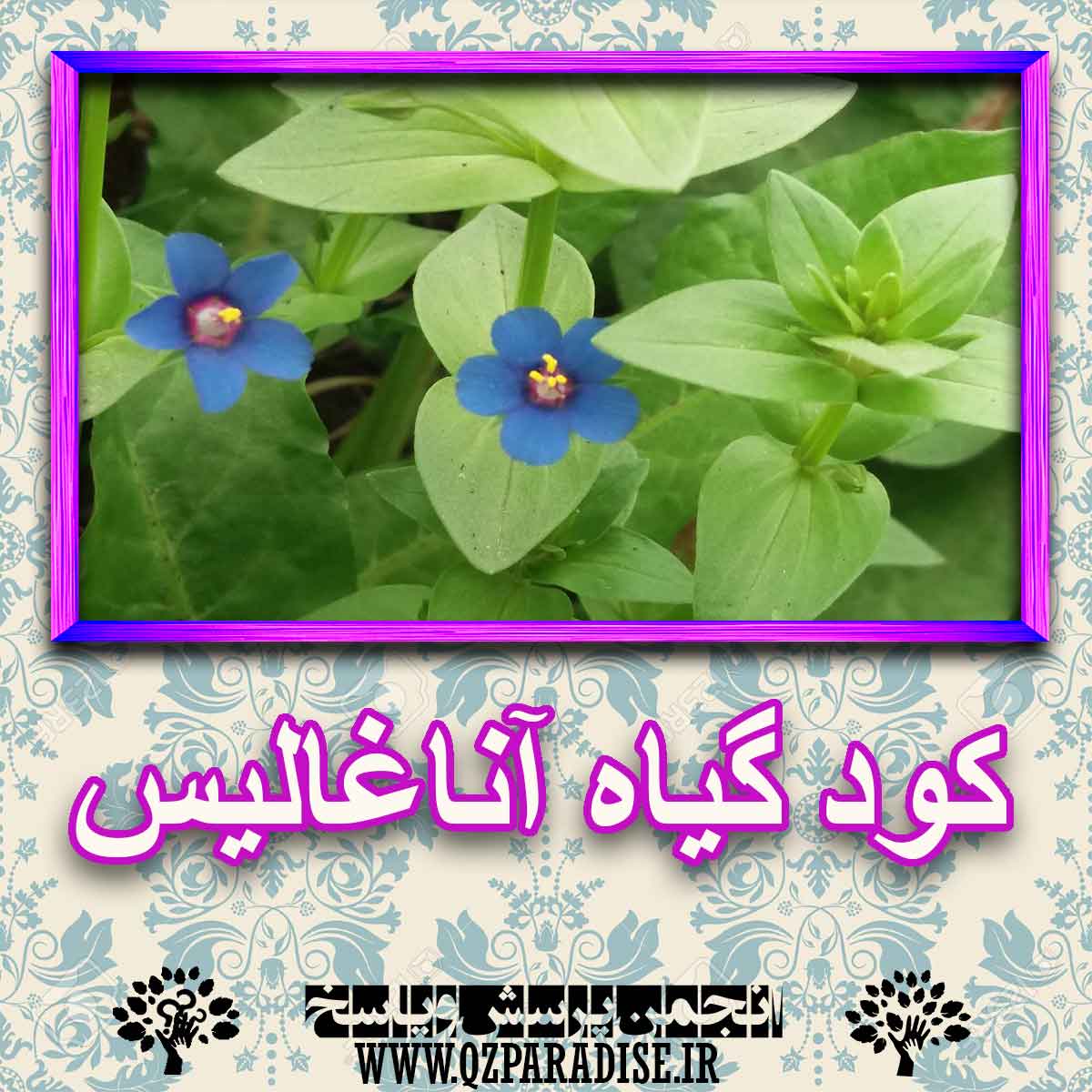 a93351ed2e71604c82c224006bcb516026d914c5 227 - کود مناسب گیاه آناغالیس چیست و چه خاصیتی دارد؟