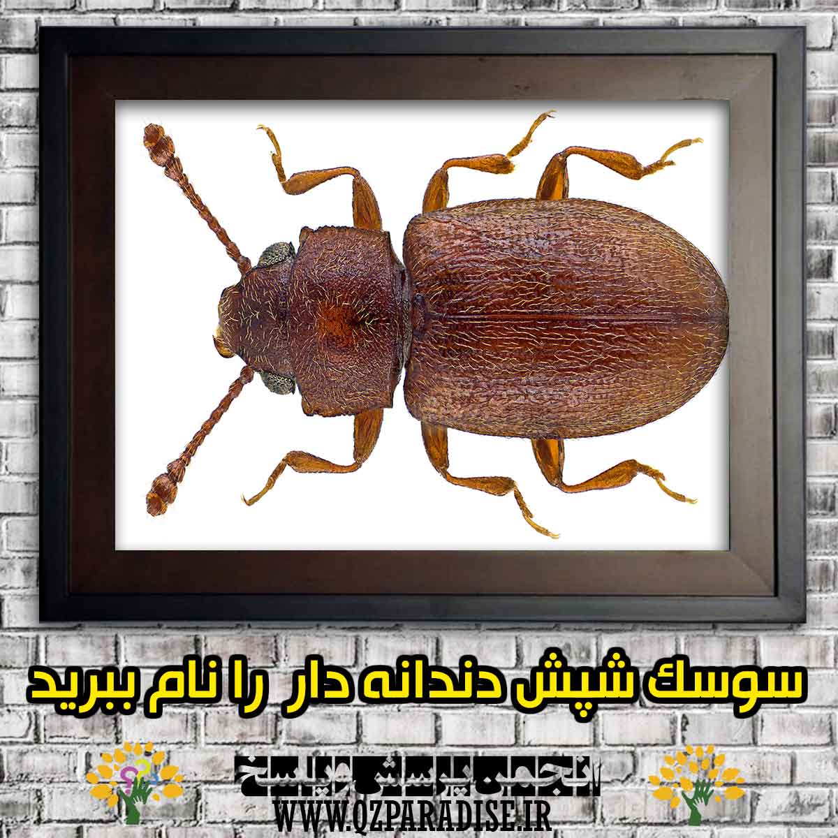 سوسک شپش دانه دارچیست و آن را معرفی کنید؟ a962363f47b09f0139eb60307f098ab6864e5641 147 - سوسک شپش دانه دارچیست و آن را معرفی کنید؟