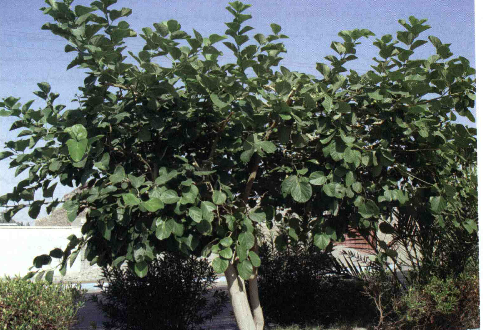 aac0c7ce5fd586ab2b17fdbb9f1e937b8ef3bfe9 14 - خواص استفاده از کود گیاه سه پستان دوشاخه شرح دهید ؟