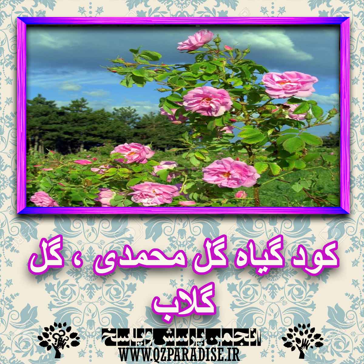 ab34f5c47b743d2e8547228ef60dd2d8dea4770c 227 - کود مناسب گیاه گل محمدی ، گل گلاب چیست و چه خاصیتی دارد؟