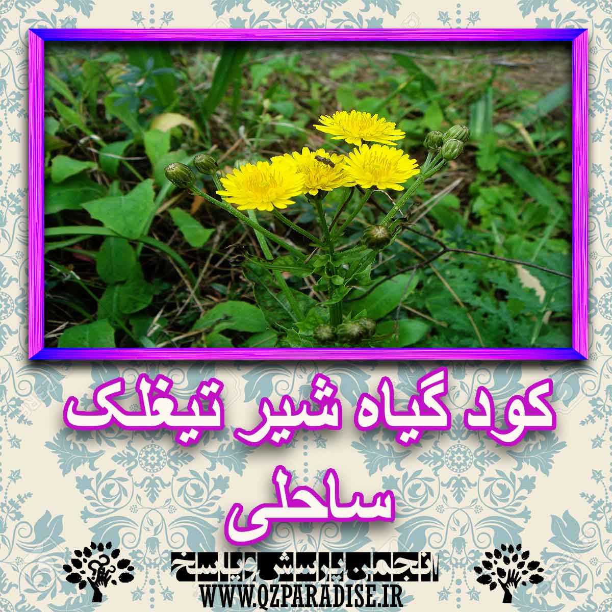 خواص استفاده از کود گیاه شیر تیغلک ، ساحلی شرح دهید ؟ abf4ca3735fc67dc95eea8bd3045ec15a9ebe751 227 - خواص استفاده از کود گیاه شیر تیغلک ، ساحلی شرح دهید ؟