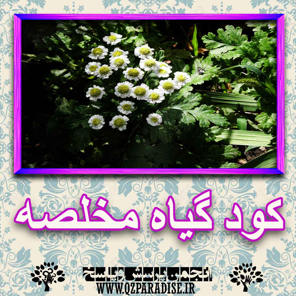 خواص استفاده از گیاه مخلصه را شرح دهید ؟ ad26d332cc32a908c6d766772a5af354d647f9b3 227 - خواص استفاده از گیاه مخلصه را شرح دهید ؟