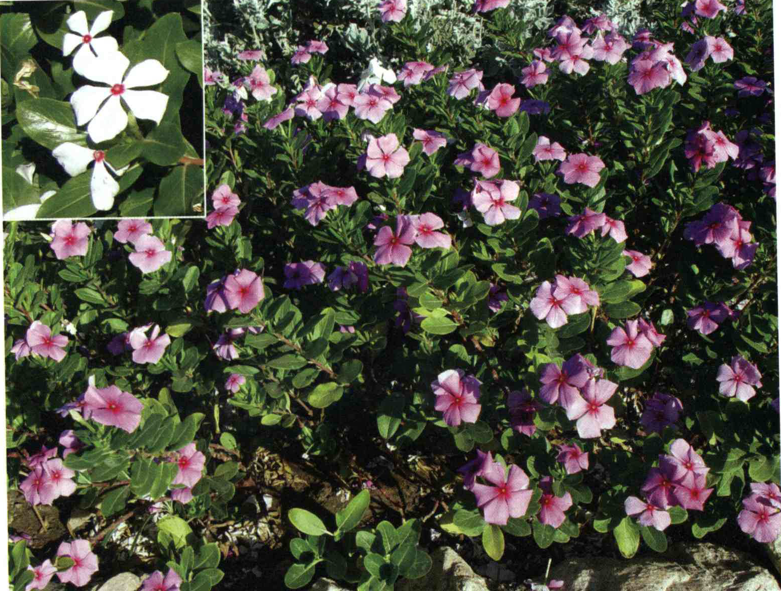 خواص استفاده از کود گیاه خرزهره ،پروانش ، پریوش را شرح دهید ؟ ad6b64c13fb4f76fba9793cbbdce4dc6975d88f8 14 - خواص استفاده از کود گیاه خرزهره ،پروانش ، پریوش را شرح دهید ؟