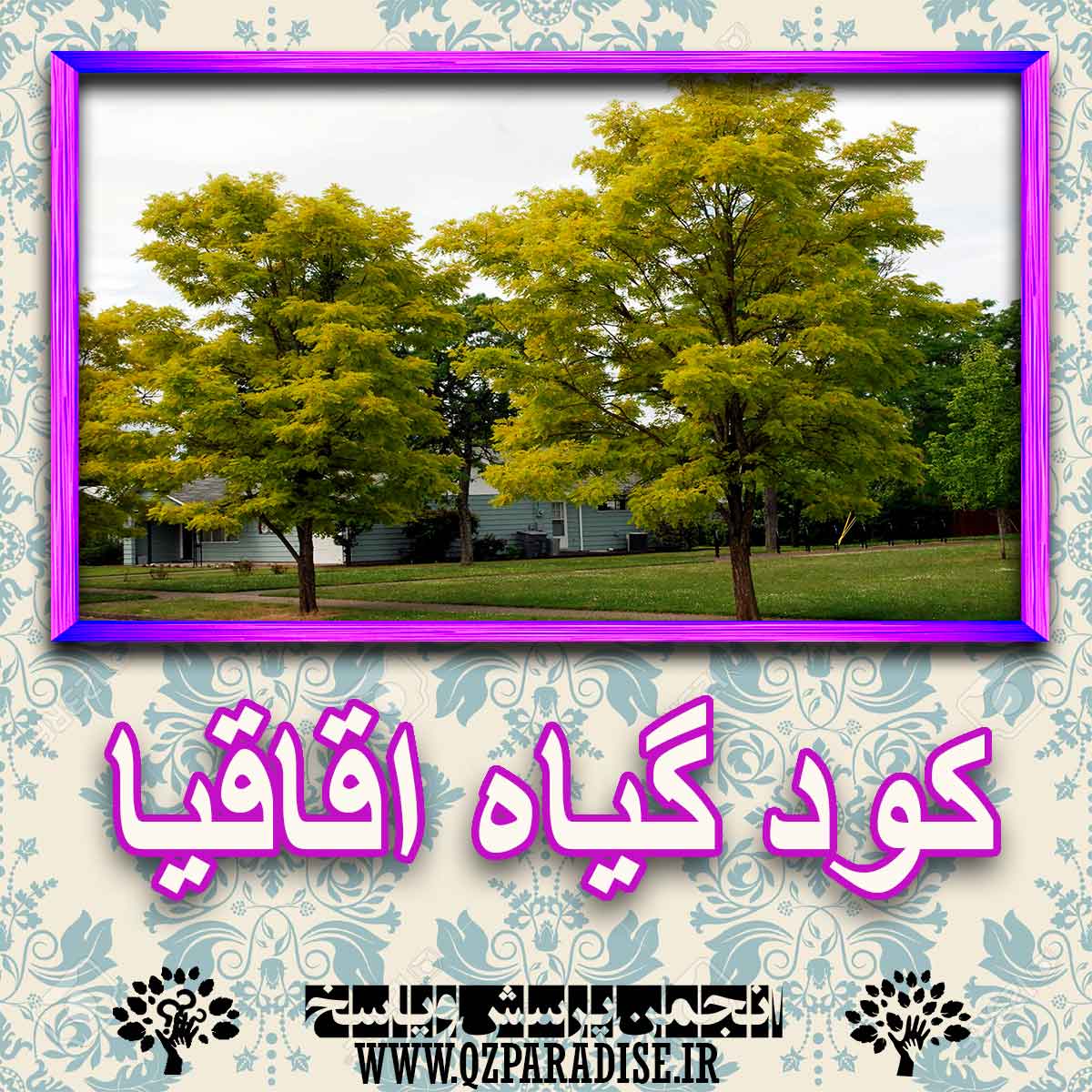 کود مناسب گیاه اقایا چیست و چه خاصیتی دارد؟ ae53f5694782dffe96341c39384cc502f5713f37 227 - کود مناسب گیاه اقایا چیست و چه خاصیتی دارد؟