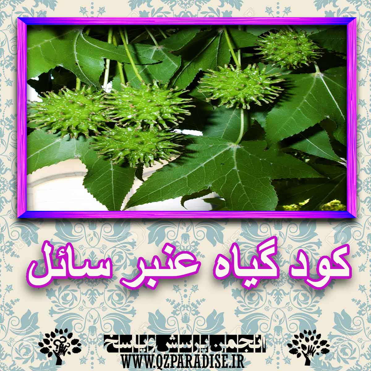 خواص استفاده از -گیاه-عنبر-سائل را شرح دهید ؟ af4a23af2d1b368c3d845fdd3523b1d814f174be 227 - خواص استفاده از -گیاه-عنبر-سائل را شرح دهید ؟