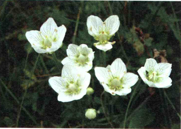 کود مناسب گیاه آلاله سفید چیست و چه خاصیتی دارد؟ af5bb12f1a8c211cb28ec9aa0e32071b29b0ac59 14 - کود مناسب گیاه آلاله سفید چیست و چه خاصیتی دارد؟