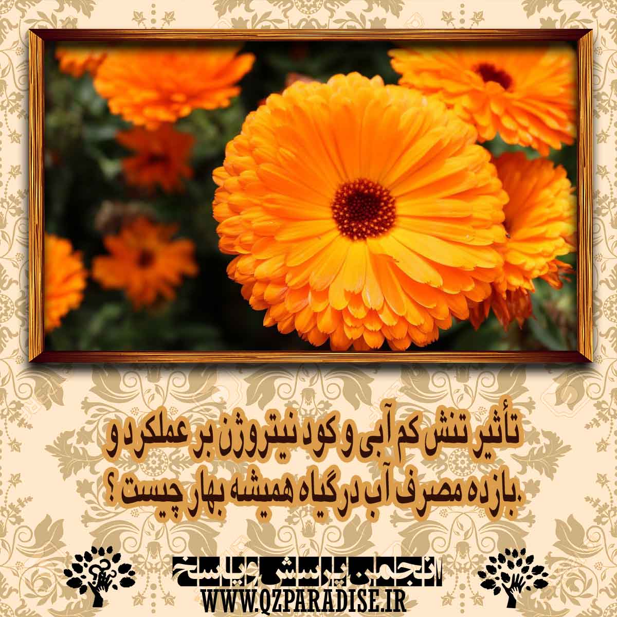 af782c0394e252443003acbef5300fb40285adeb 14 - تأثير تنش كم آبي و كود نيتروژن بر عملكرد و بازده مصرف آب درگياه هميشه بهار چیست ؟