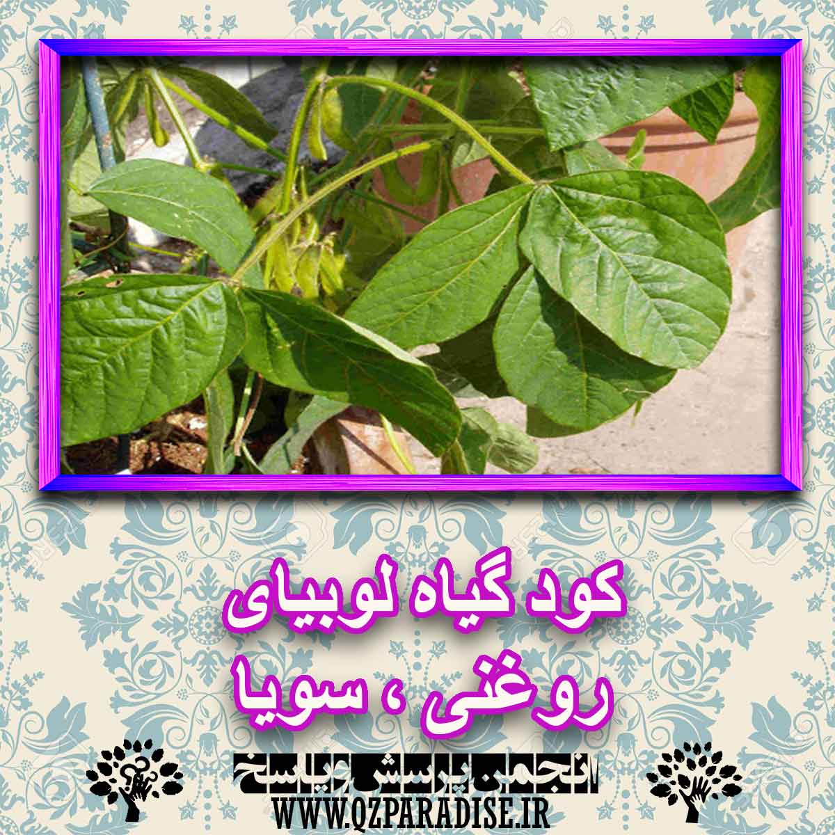 کود مناسب گیاه لوبیای روغنی ، سویا چیست و چه خاصیتی دارد؟ af94f732260f6e9812aeb37b43ad1969fbad8c57 227 - کود مناسب گیاه لوبیای روغنی ، سویا چیست و چه خاصیتی دارد؟