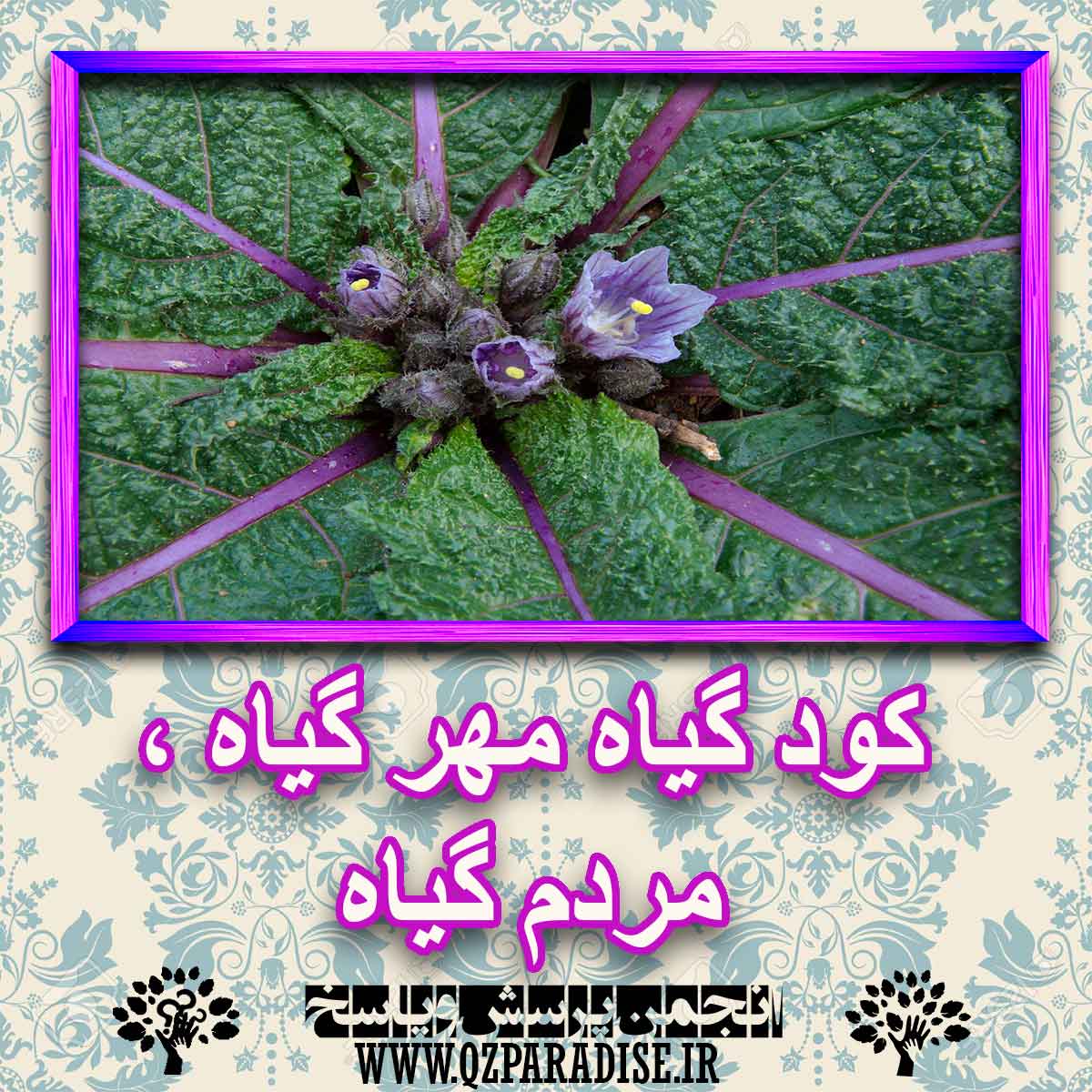 کود مناسب گیاه مهر گیاه ، مردم گیاه چیست و چه خاصیتی دارد؟ af9cc51ea08b6718b7d1e571a0359758b1310c91 227 - کود مناسب گیاه مهر گیاه ، مردم گیاه چیست و چه خاصیتی دارد؟