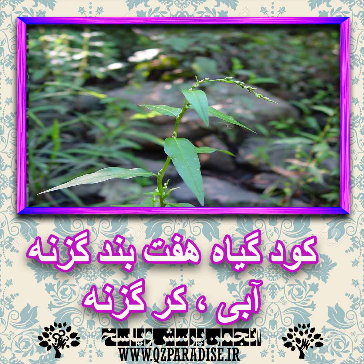 کود مناسب گیاه هفت بند گزنه آبی ، کر گزنه چیست و چه خاصیتی دارد؟ afad24cdcb6fc4eb43726a08e115adbc608f8b52 227 - کود مناسب گیاه هفت بند گزنه آبی ، کر گزنه چیست و چه خاصیتی دارد؟