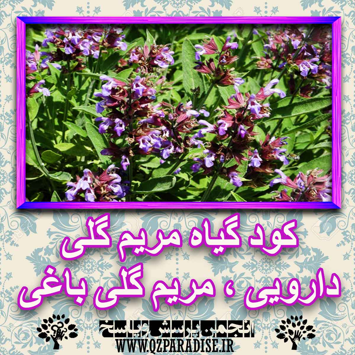 خواص استفاده از گیاه مریم گلی دارویی مریم گلی باغی را شرح دهید ؟ aff215611ee32eac123f78790a4f6b1b5e2438cc 227 - خواص استفاده از گیاه مریم گلی دارویی مریم گلی باغی را شرح دهید ؟