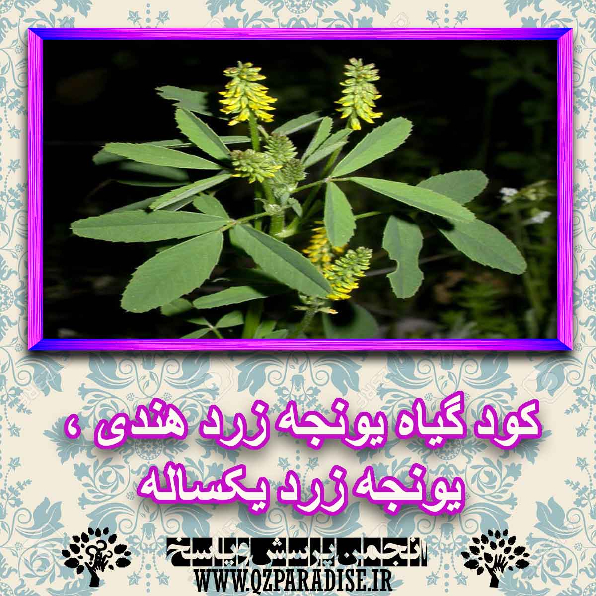 کود مناسب گیاه یونجه زرد هندی ، یونجه زرد یکساله چیست و چه خاصیتی دارد؟ b03ff3f745c1600306b5a6c899420202548ab0d3 227 - کود مناسب گیاه یونجه زرد هندی ، یونجه زرد یکساله چیست و چه خاصیتی دارد؟