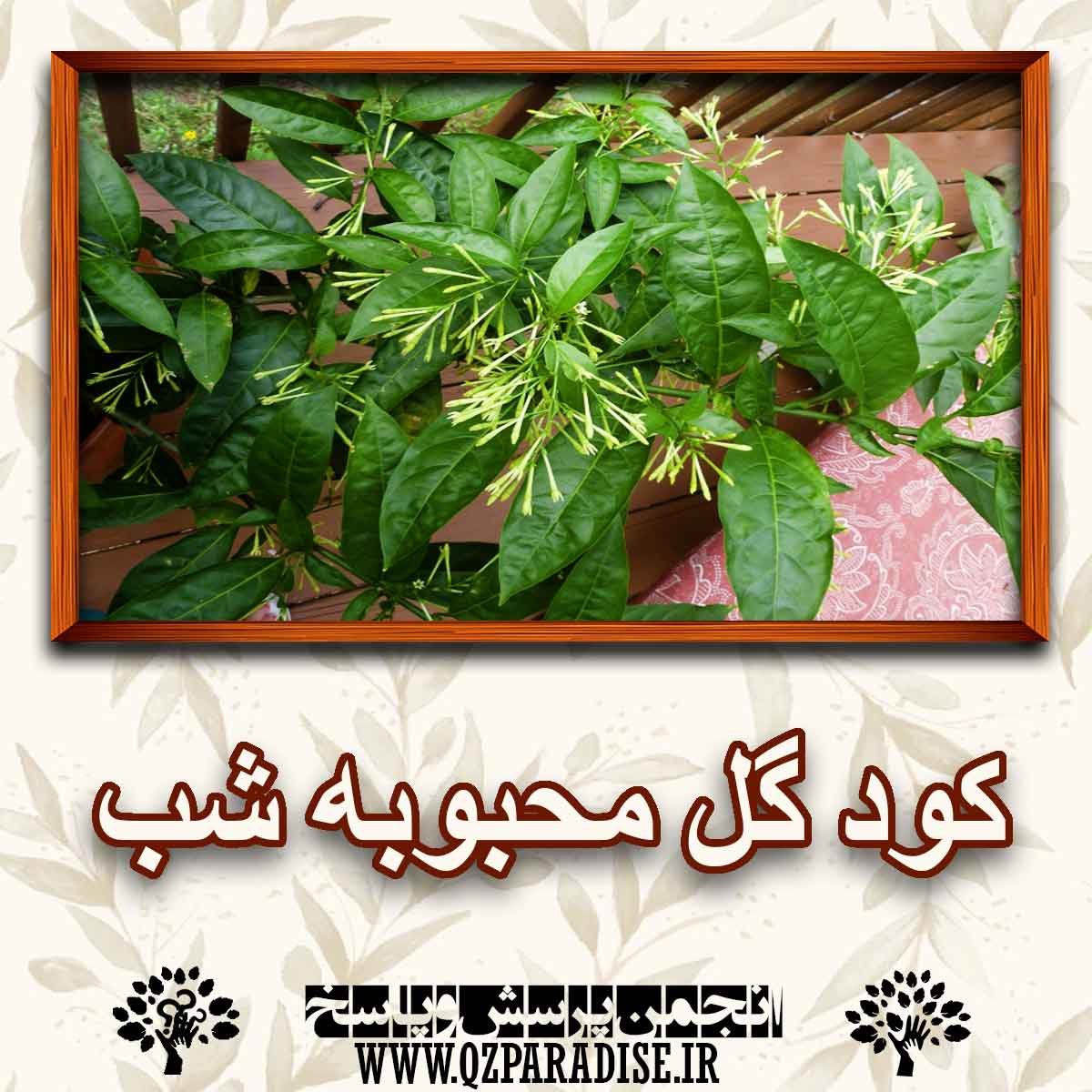 b075d829ed8d23c6e1caaaadec92df7b268d0638 227 - خواص و فواید کود گل محبوبه شب را به طور کامل شرح دهید ؟