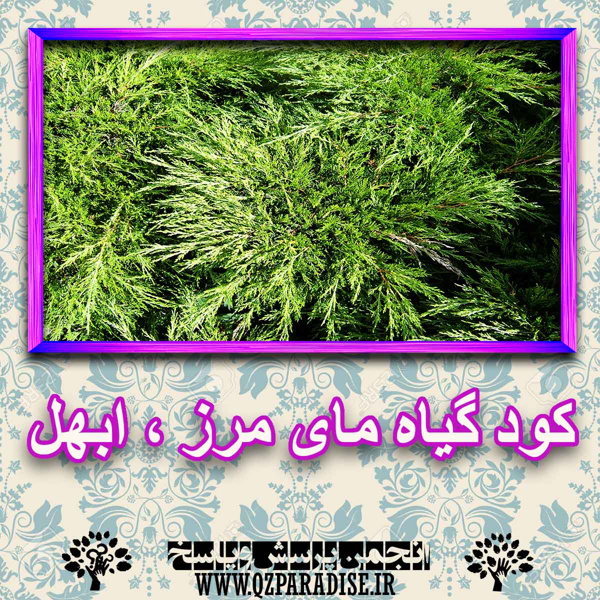 خواص استفاده از گیاه مای مرز ، ابهل را شرح دهید ؟ b077ac5b7a21aab7b4041d001f25b0a893a1b305 227 - خواص استفاده از گیاه مای مرز ، ابهل را شرح دهید ؟