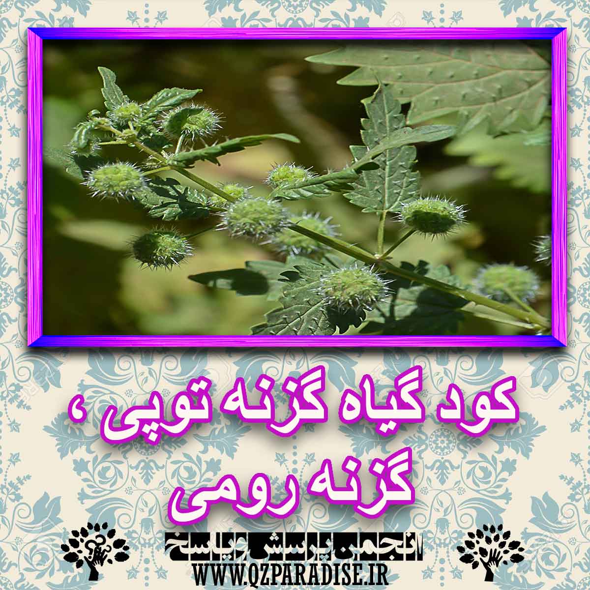 کود مناسب گیاه گزنه توپی ، گزنه رومی چیست و چه خاصیتی دارد؟ b0830845d9c11f9b9e48fa6bf685aa4a5979f62a 227 - کود مناسب گیاه گزنه توپی ، گزنه رومی چیست و چه خاصیتی دارد؟