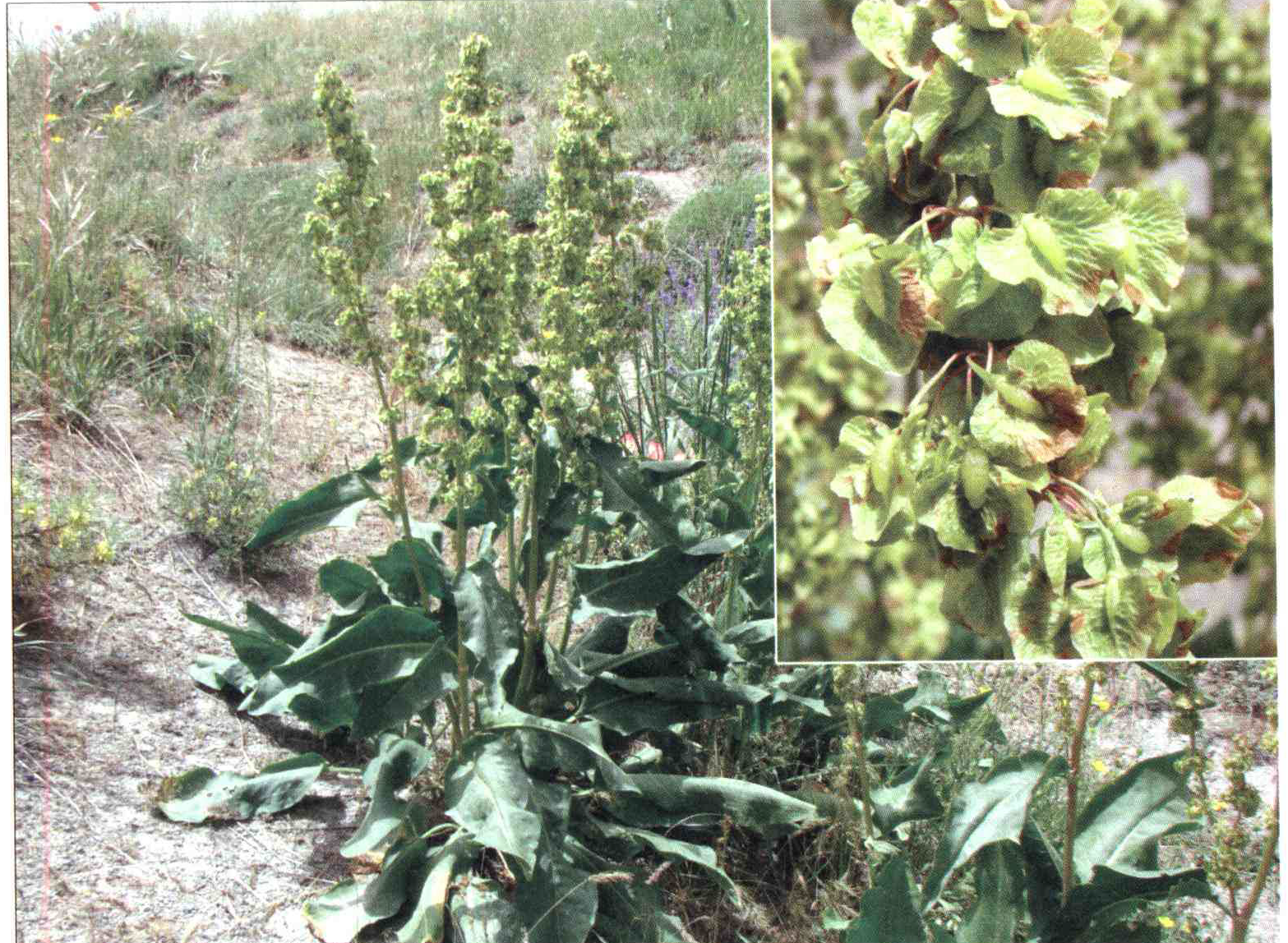 کود مناسب گیاه ترشک شفادهنده ، ترشک بیمارخیز چیست و چه خاصیتی دارد؟ b0e92347eefcf15b69af399b403ff25fb2b54f0f 14 - کود مناسب گیاه ترشک شفادهنده ، ترشک بیمارخیز چیست و چه خاصیتی دارد؟