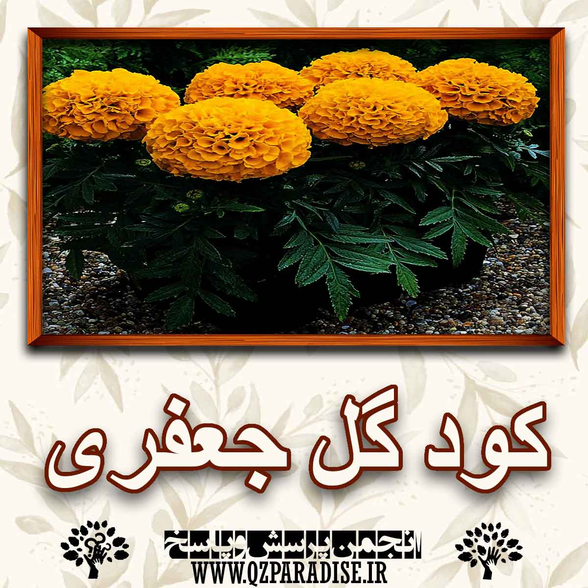 کاربرد و نحوه استفاده از کود گل جعفری را شرح دهید ؟ b1b2c29f738ef4f03d672f8b03c89af6aff9bddb 227 - کاربرد و نحوه استفاده از کود گل جعفری را شرح دهید ؟