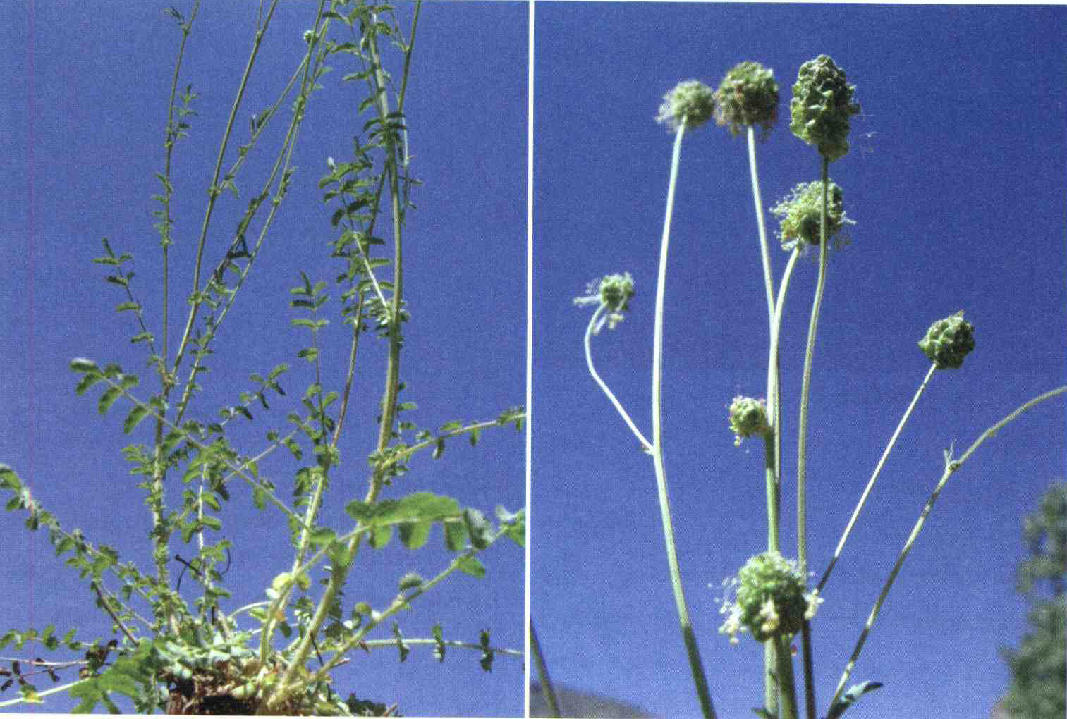 کود مناسب گیاه توت روباهی چیست و چه خاصیتی دارد؟ b1d647f3dc3e6a82a443b60cf0f0e8aa0af73ace 14 - کود مناسب گیاه توت روباهی چیست و چه خاصیتی دارد؟