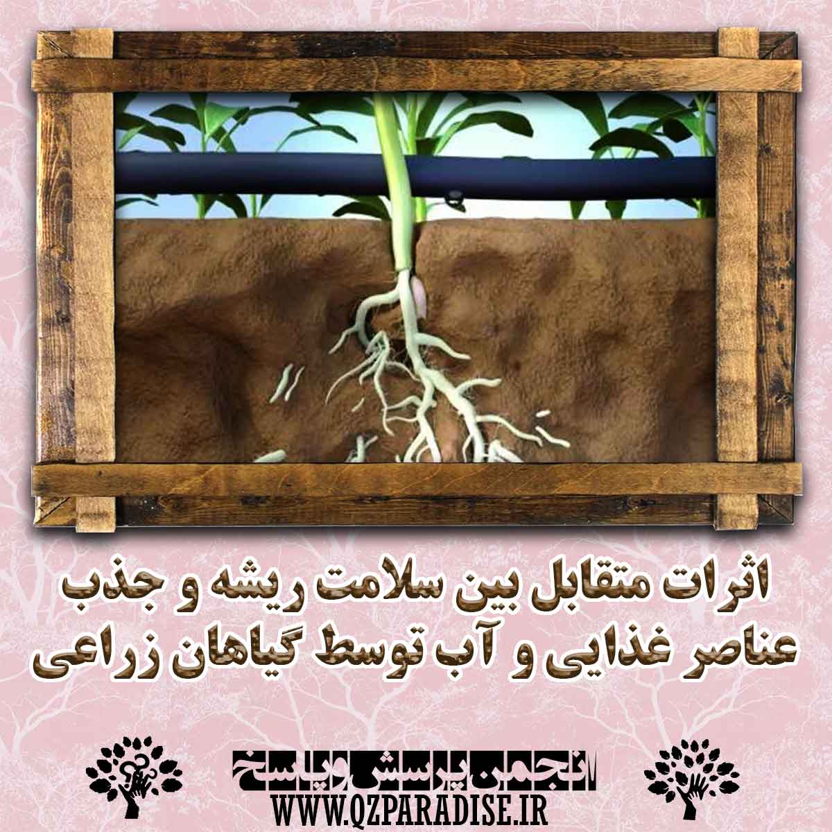 اثرات متقابل بین سلامت ریشه و جذب عناصر غذایی و اب توسط گیاهان زراعی  را شرح دهید ؟ b25f5774610ed62f102022757d60a8d75141ba41 147 - اثرات متقابل بین سلامت ریشه و جذب عناصر غذایی و اب توسط گیاهان زراعی  را شرح دهید ؟