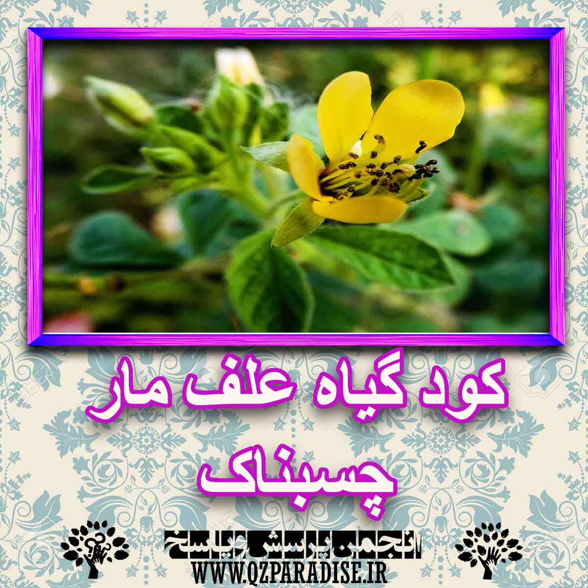 خواص استفاده از کود گیاه علف مار چسبناک شرح دهید ؟ b3936a294227ad937fcb11b91e64a32217909261 227 - خواص استفاده از کود گیاه علف مار چسبناک شرح دهید ؟