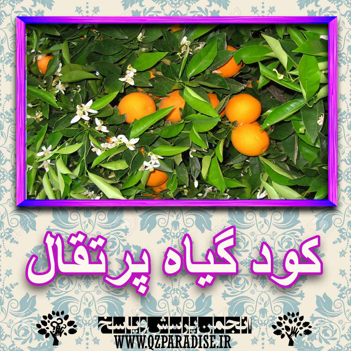 کود مناسب گیاه پرتقال چیست و چه خاصیتی دارد؟ b40c075e7577b0c21d101d55103d2e2ab1cc1b54 227 - کود مناسب گیاه پرتقال چیست و چه خاصیتی دارد؟