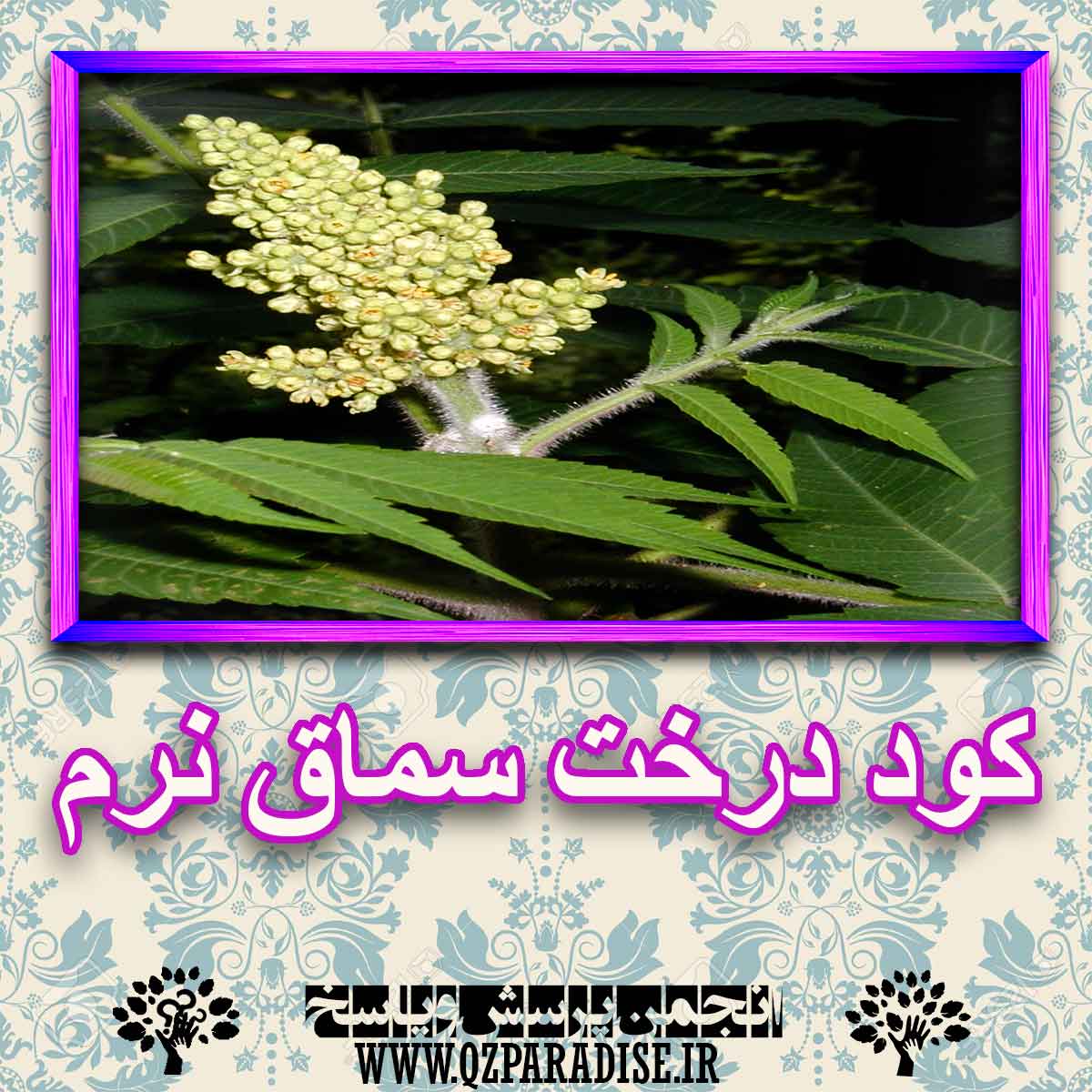 خواص استفاده از کود درخت سماق نرم را شرح دهید ؟ b4386098ea93966fafb614bd176c5bdaf0fe36c8 227 - خواص استفاده از کود درخت سماق نرم را شرح دهید ؟