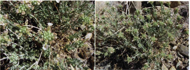 خواص استفاده از گیاه آویشن را شرح دهید ؟ b4d952ad5b0cbe8813ced177fa5ab2a2fe337a54 358 - خواص استفاده از گیاه آویشن را شرح دهید ؟