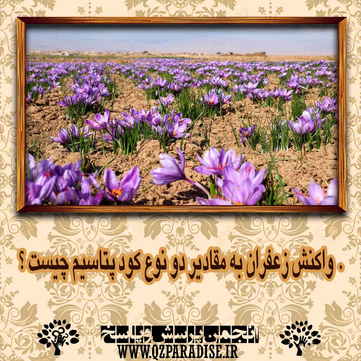 واکنش زعفران به مقادير دو نوع کود پتاسيم چیست ؟ b52b978fc3d9847545f7915567aeec651f1224e0 14 - واکنش زعفران به مقادير دو نوع کود پتاسيم چیست ؟