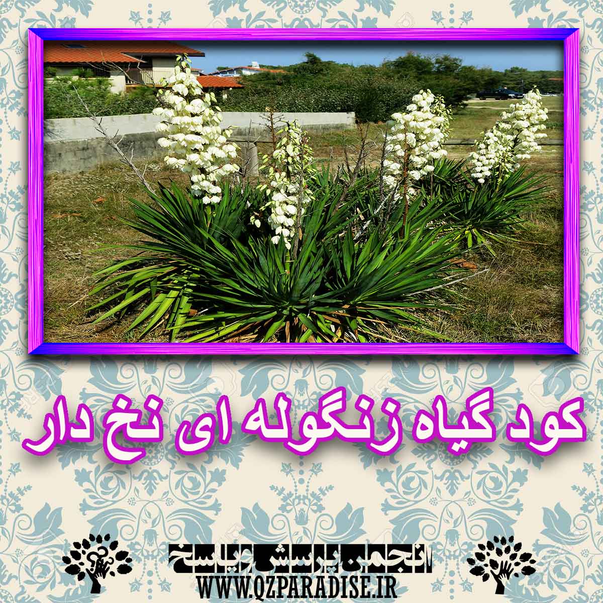 خواص استفاده از گیاه-زنگوله-ای-نخ-دار را شرح دهید ؟ b58759c9c0cac6162651a719f11f6526a1985a5f 227 - خواص استفاده از گیاه-زنگوله-ای-نخ-دار را شرح دهید ؟