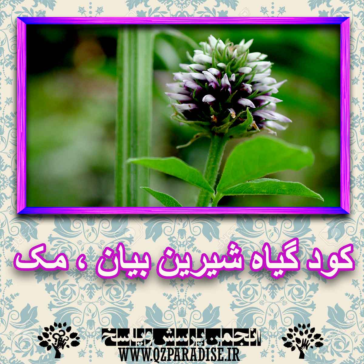 کود مناسب گیاه شیرین بیان ، مک چیست و چه خاصیتی دارد؟ b59ade93226a9879fb885d9ca87664abfd90bf72 227 - کود مناسب گیاه شیرین بیان ، مک چیست و چه خاصیتی دارد؟