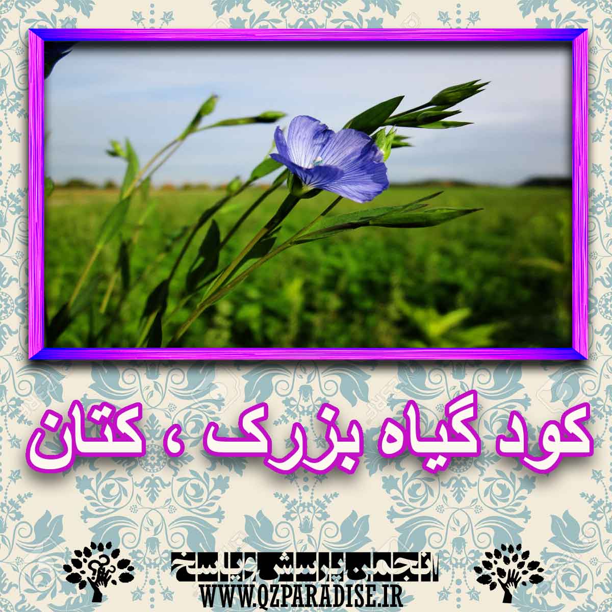 خواص استفاده از گیاه بزرک کتان را شرح دهید ؟ b5d1ad4f7cb17e18ea368d9c152acdaa92c633fc 227 - خواص استفاده از گیاه بزرک کتان را شرح دهید ؟