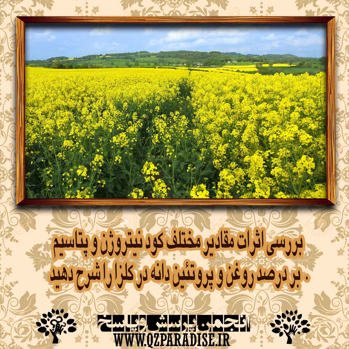 بررسي اثرات مقادير مختلف كود نيتروژن و پتاسيم بر درصد روغن و پروتئين دانه در كلزا را شرح دهید . b5f998945ab1565cffd4f387cacedd9eb9c05834 14 - بررسي اثرات مقادير مختلف كود نيتروژن و پتاسيم بر درصد روغن و پروتئين دانه در كلزا را شرح دهید .