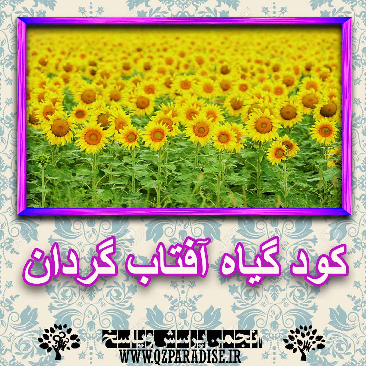 خواص استفاده از کود گل آفتاب گردان را شرح دهید ؟ b63885c924eb0f50f785d54bf6428a0565b77804 227 - خواص استفاده از کود گل آفتاب گردان را شرح دهید ؟