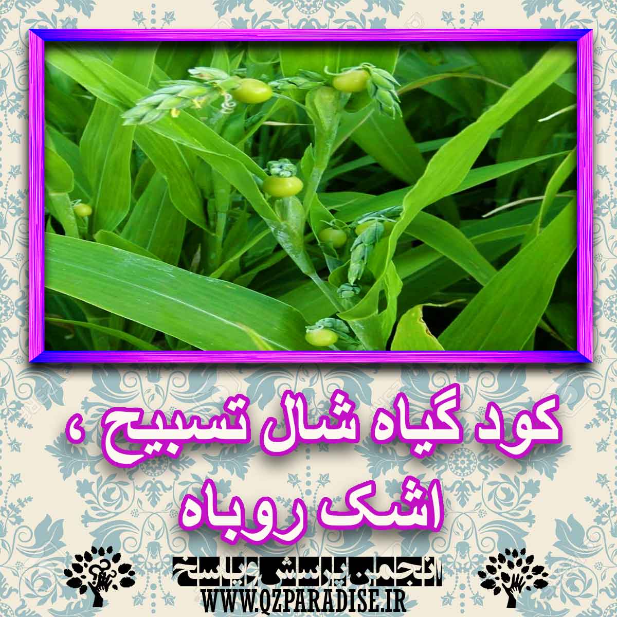 خواص استفاده از گیاه-شال-تسبیح-اشک-روباه را شرح دهید ؟ b6a4f7c429f429525846f79cf30367c32555474a 227 - خواص استفاده از گیاه-شال-تسبیح-اشک-روباه را شرح دهید ؟