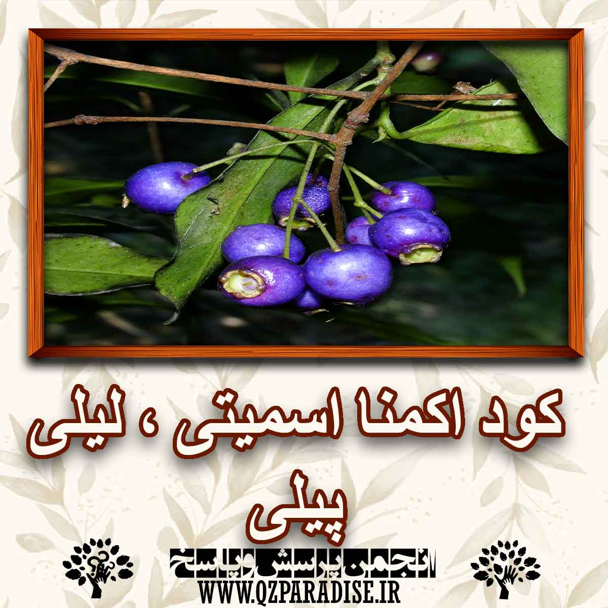 b71bd5d6ffbb8af840a34b89ee361b8b002e4542 290 - کود اکنما اسمیتی لیلی پیلی چه کودی است؟