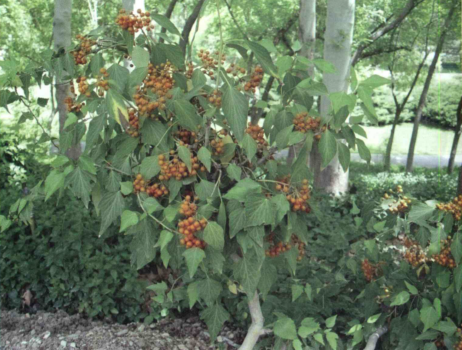 خواص استفاده از کود گیاه عشق پایتال شرح دهید ؟ b72d884c631de2ad02b05535c40d86a0a0edcd81 14 - خواص استفاده از کود گیاه عشق پایتال شرح دهید ؟