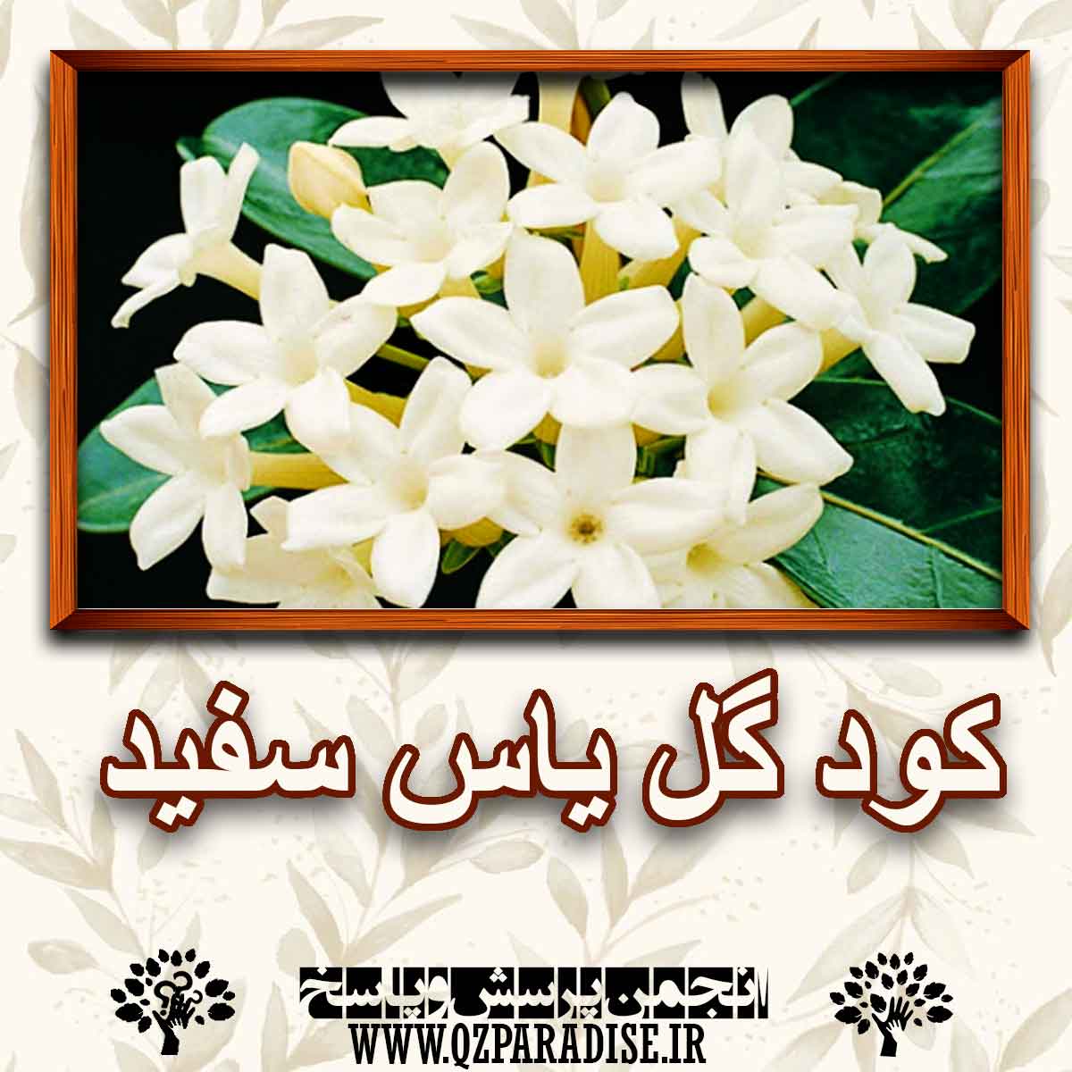 خواص و فواید کود گل یاس سفید را شرح دهید ؟ b7807b9330899cf25c7caaf795b442bfaea76f21 227 - خواص و فواید کود گل یاس سفید را شرح دهید ؟