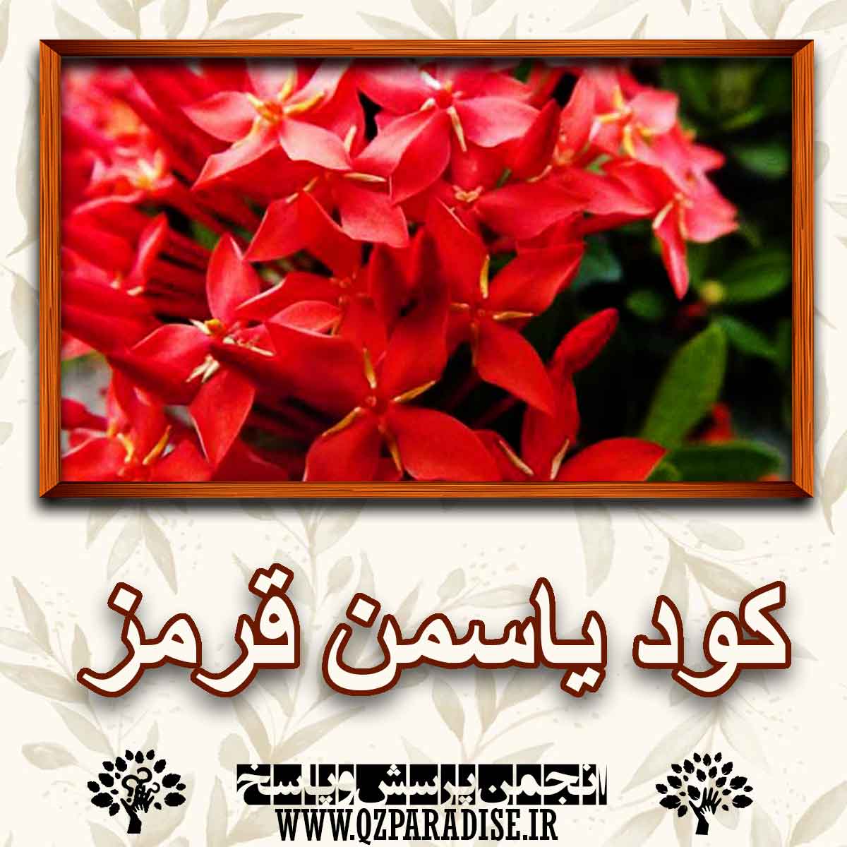 خواص استفاده از کود گیاه یاسمن قرمز را شرح دهید ؟ b81f6c89d1bf9410c8a158779d3f749ddf94112d 227 - خواص استفاده از کود گیاه یاسمن قرمز را شرح دهید ؟