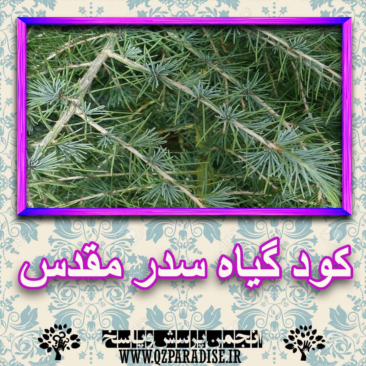 کود مناسب گیاه سدر مقدس چیست و چه خاصیتی دارد؟ b82270321fb862ecde0314362d7b152678fa70de 227 - کود مناسب گیاه سدر مقدس چیست و چه خاصیتی دارد؟