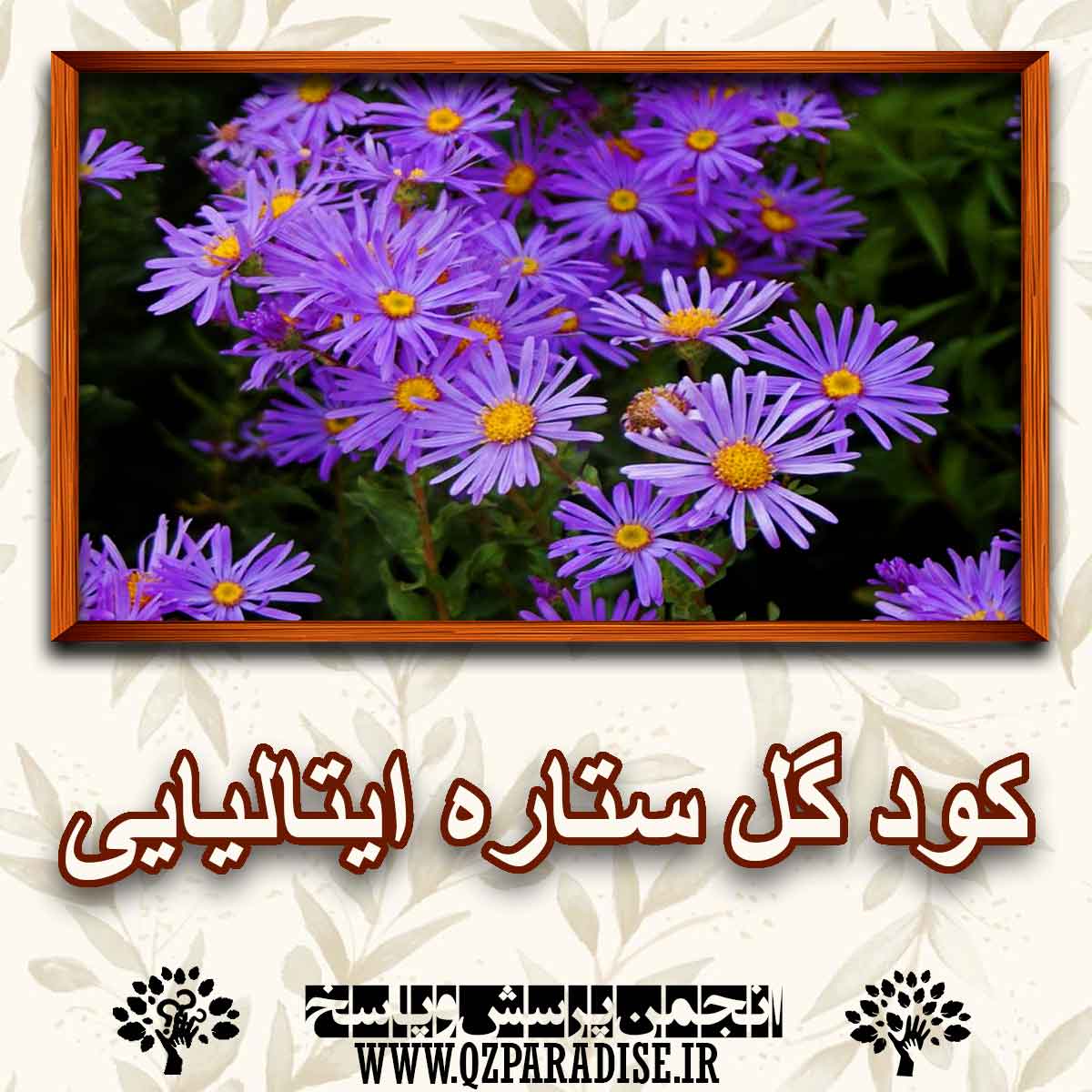 خواص و فواید کود گل ستاره ایتالیایی را شرح دهید ؟ b82a6a7a16915a1ae855e12570cc2c627bc7973f 227 - خواص و فواید کود گل ستاره ایتالیایی را شرح دهید ؟