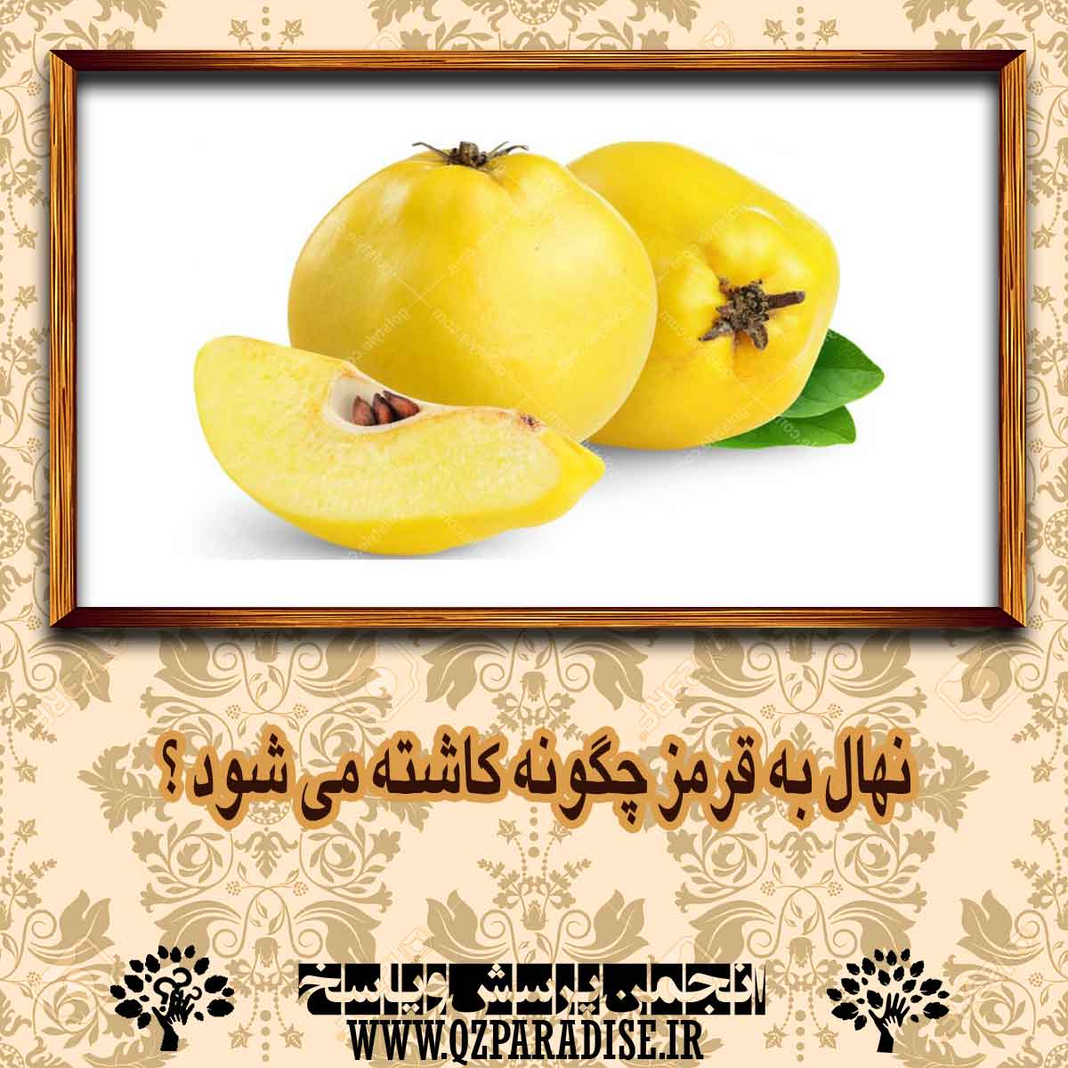 نهال به قرمز چگونه کاشته می شود ؟ b844b701e15f6e22ccdda86a99bb3a4e7c00ff7e 14 - نهال به قرمز چگونه کاشته می شود ؟