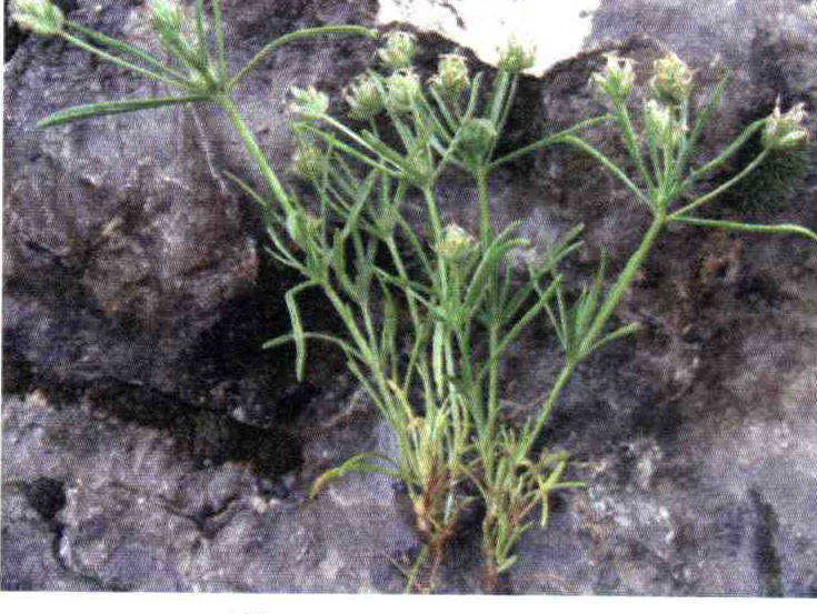 کود مناسب گیاه بارهنگ هندی ، بارهنگ چرخه ای چیست و چه خاصیتی دارد؟ b85f32ec19a51c8ff7789036f6529eef5ed489ad 14 - کود مناسب گیاه بارهنگ هندی ، بارهنگ چرخه ای چیست و چه خاصیتی دارد؟