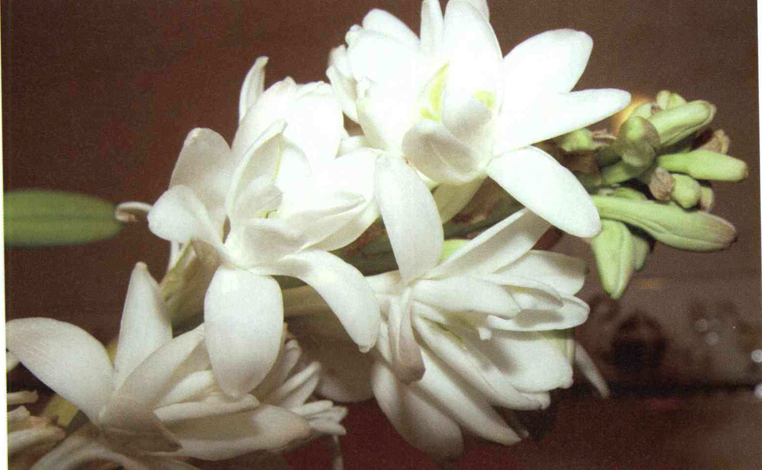 خواص استفاده از کود گل مریم را شرح دهید ؟ b86129a2477afb21b581e716d92298cfc66ccf17 14 - خواص استفاده از کود گل مریم را شرح دهید ؟