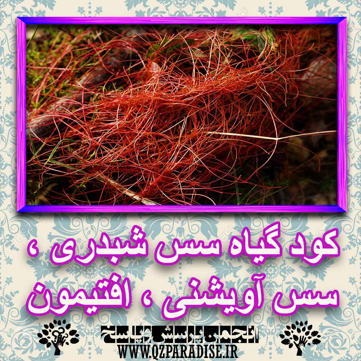 خواص استفاده از کود گیاه سس شبدری ، سس آویشنی ،افتیمون شرح دهید ؟ b88d2aa320adea34497f11047cfaf0ce6afcec7b 227 - خواص استفاده از کود گیاه سس شبدری ، سس آویشنی ،افتیمون شرح دهید ؟