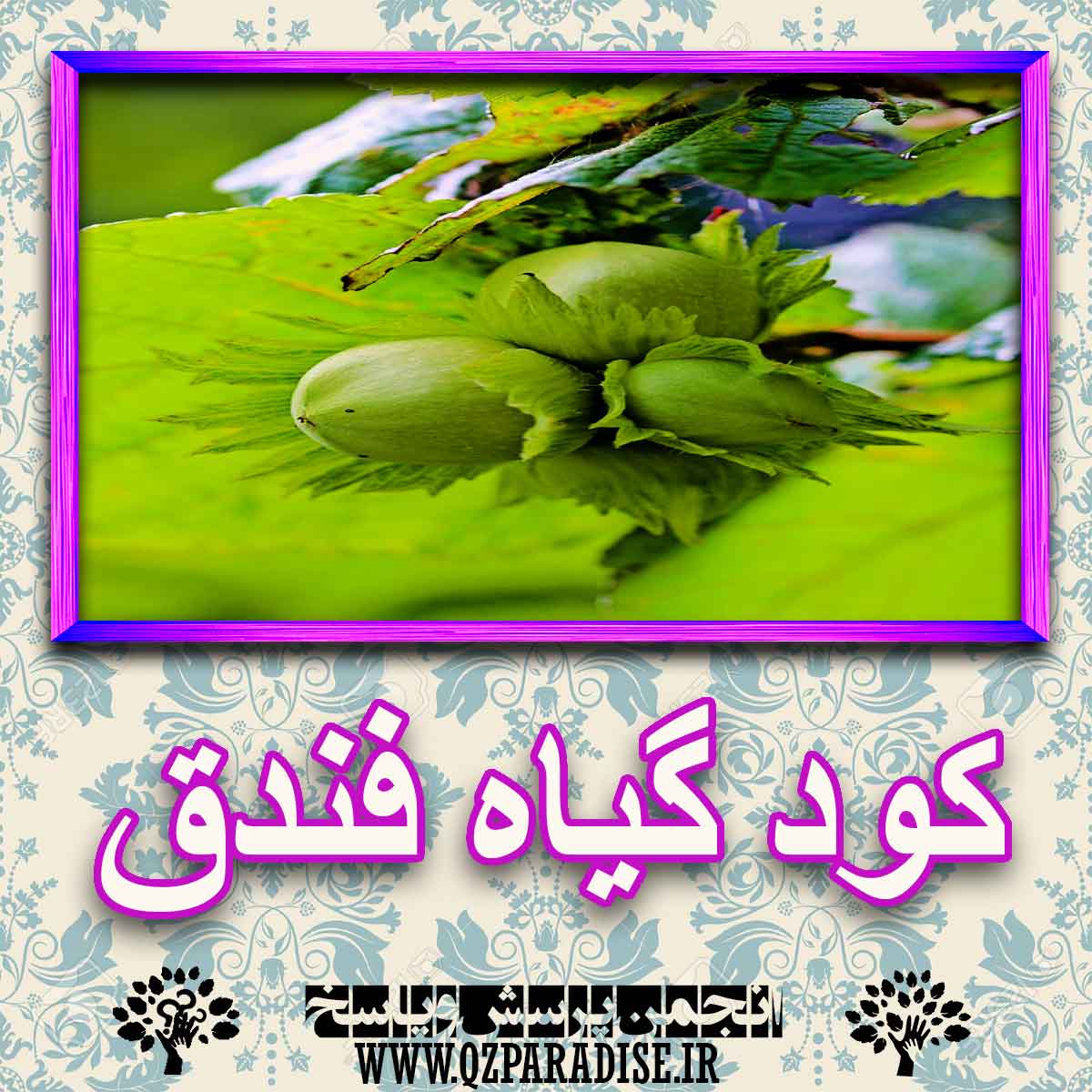 خواص استفاده از کود گیاه فندق شرح دهید ؟ b8bb336f253571e6fc36d91d19b2be85b645b247 227 - خواص استفاده از کود گیاه فندق شرح دهید ؟