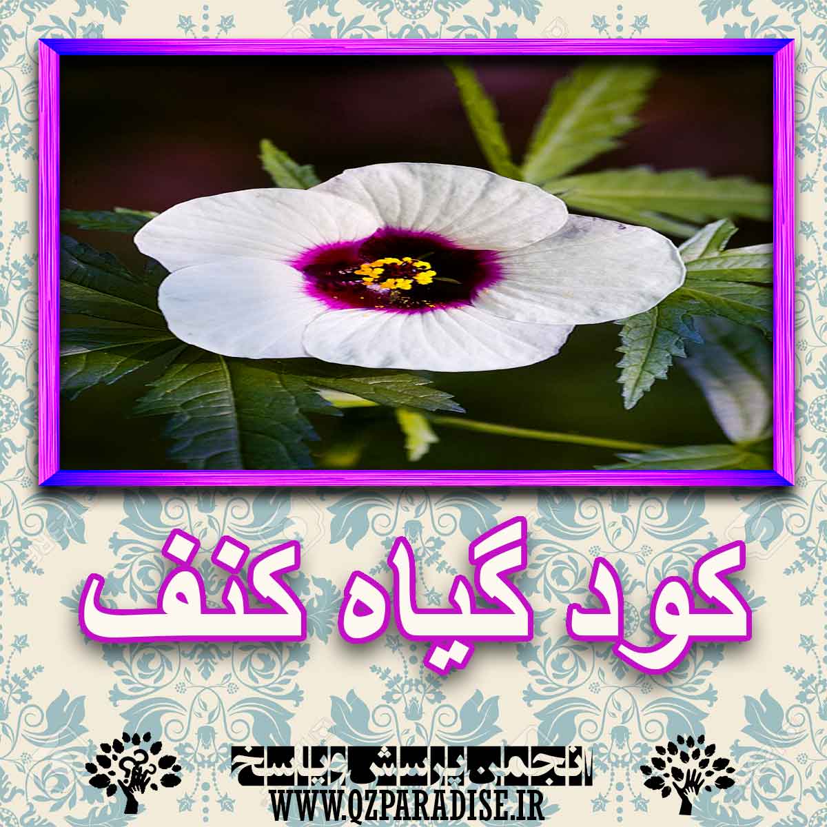 خواص استفاده از گیاه-کنف را شرح دهید ؟ b9bb34f4b9ab7e1a96bcb9e8164f9a9084790ce4 227 - خواص استفاده از گیاه-کنف را شرح دهید ؟