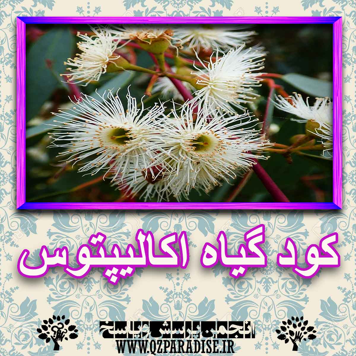 خواص استفاده از گیاه اکالیپتوس را شرح دهید ؟ ba62a200f3eecf9d172ff895fc4ce446f63dac5d 227 - خواص استفاده از گیاه اکالیپتوس را شرح دهید ؟