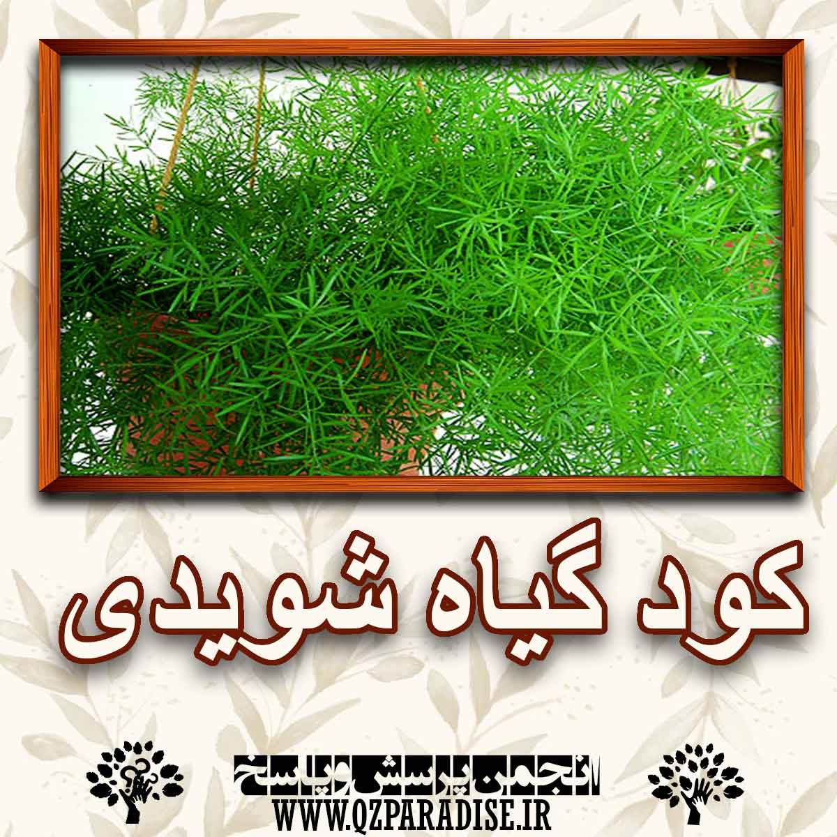 خواص و فواید کود گیاه شویدی را شرح دهید ؟ badfa4e9dd10b657632dc37d1da5a268178498d9 227 - خواص و فواید کود گیاه شویدی را شرح دهید ؟