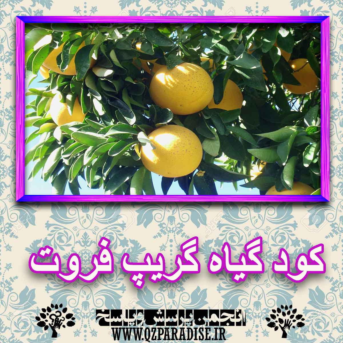 کود مناسب گیاه گریپ فروت چیست و چه خاصیتی دارد؟ bb524d4667518ae2ba97aa76270406d6fb377dcf 227 - کود مناسب گیاه گریپ فروت چیست و چه خاصیتی دارد؟