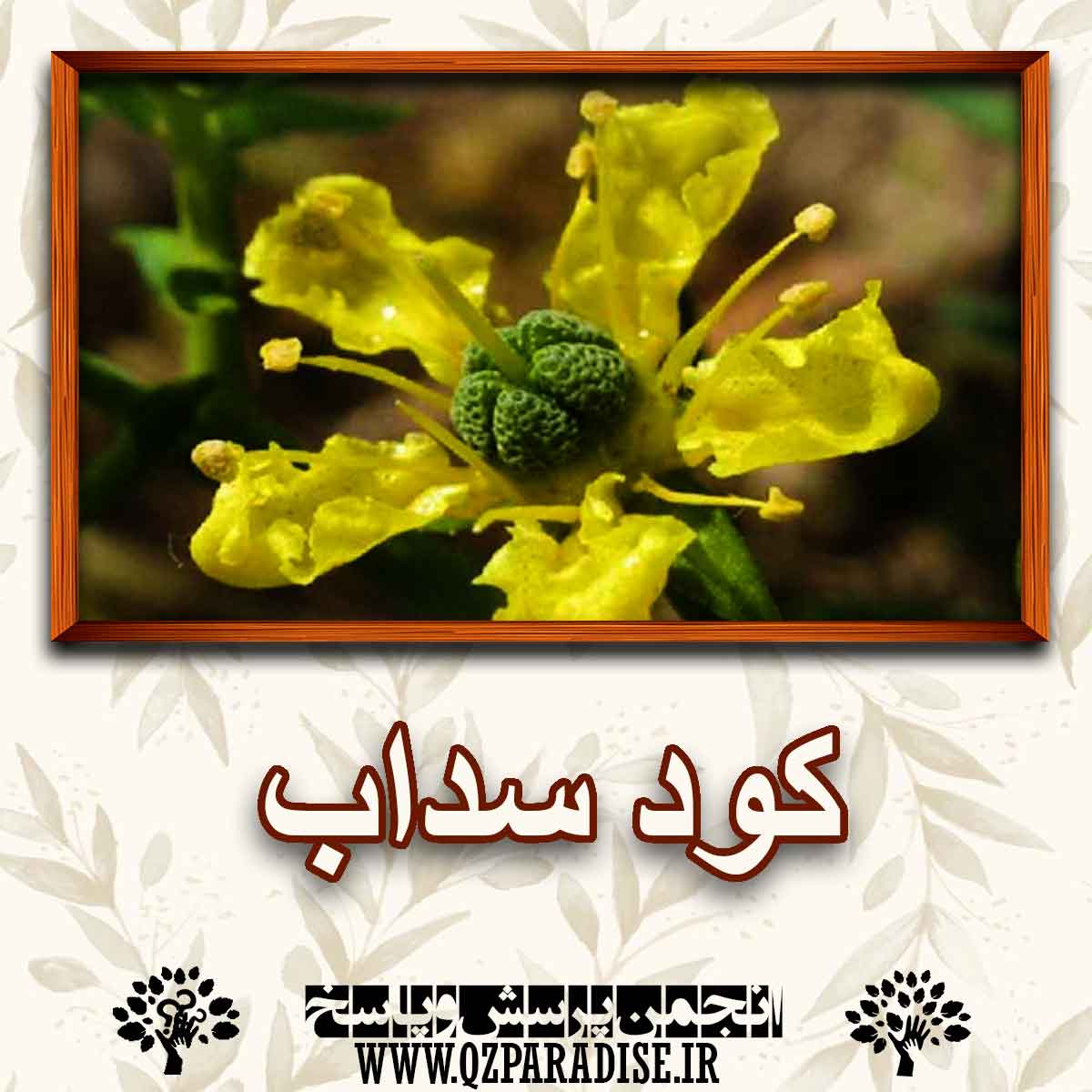 bb53dd76000592b70dc8a5ad499a42b956792a17 147 - کود مناسب گل سداب  را شرح دهید ؟